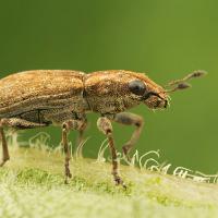 Weevil - Sitona sp. 3 